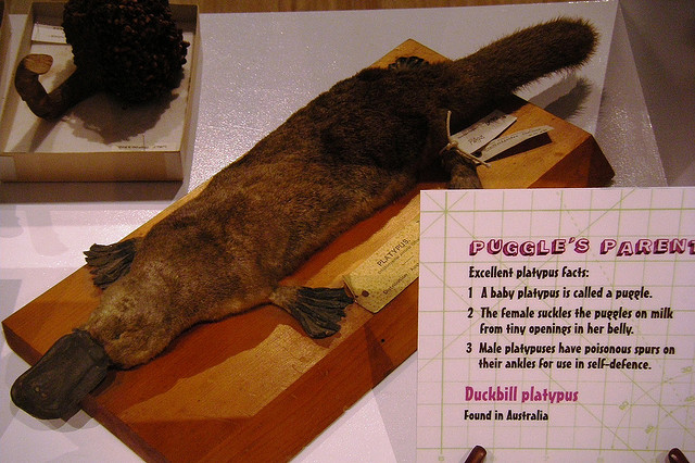 platypus venom crossword platypus venom crossword