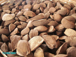 brazil nuts brazil nuts