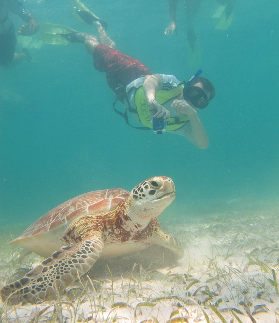 Turtle snorkeling