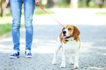 woman walking a beagle