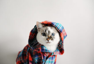 white fluffy cat in pajamas