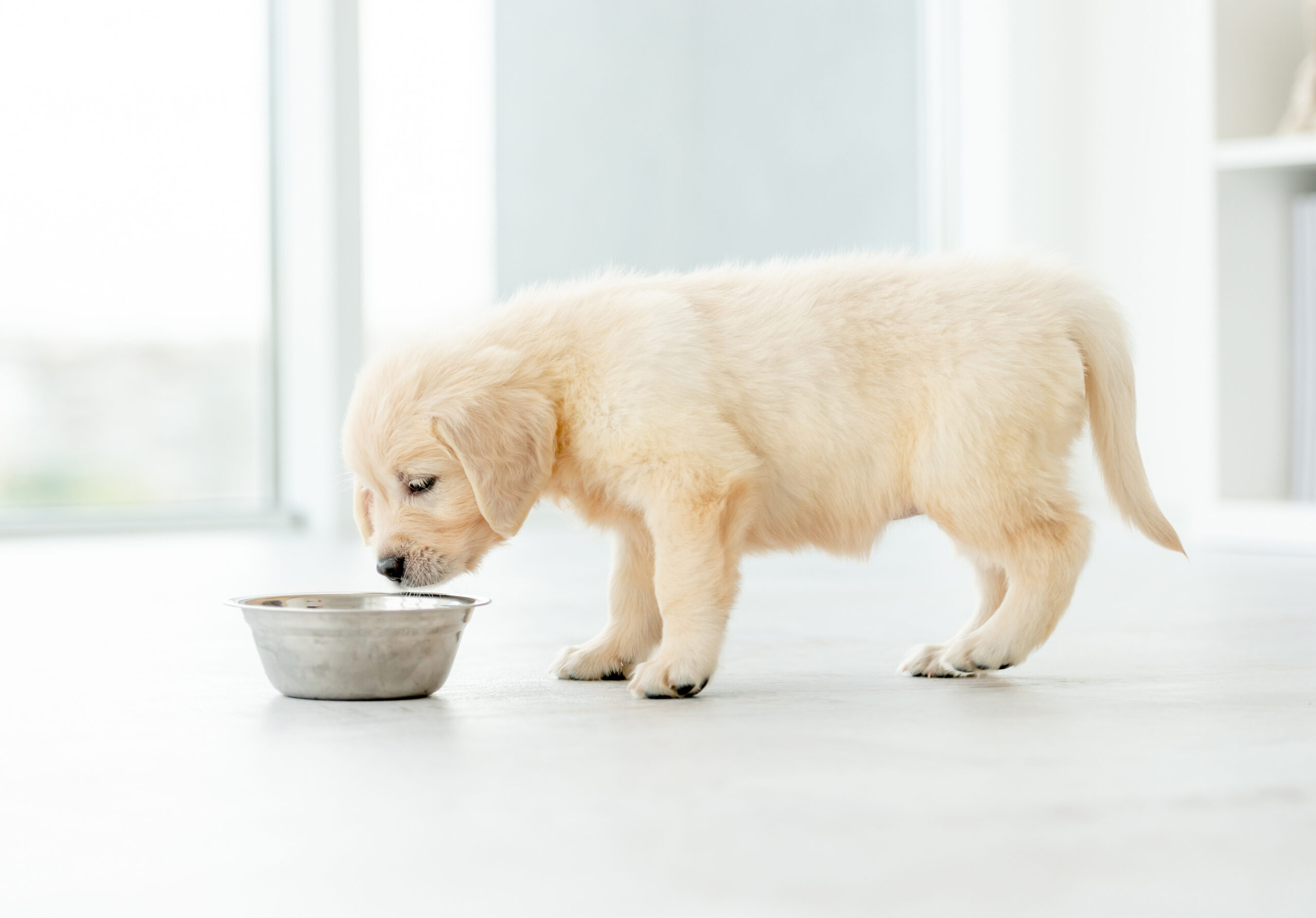 golden retriever puppy eating out of a silver dog bowl