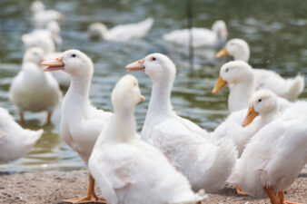 flock of white ducks