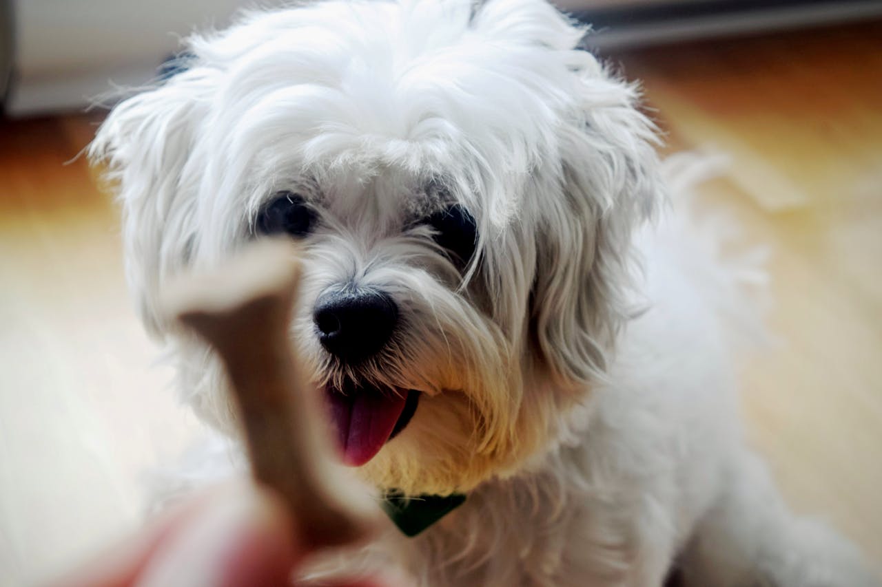 Dog breeds that exceed owners' expectations