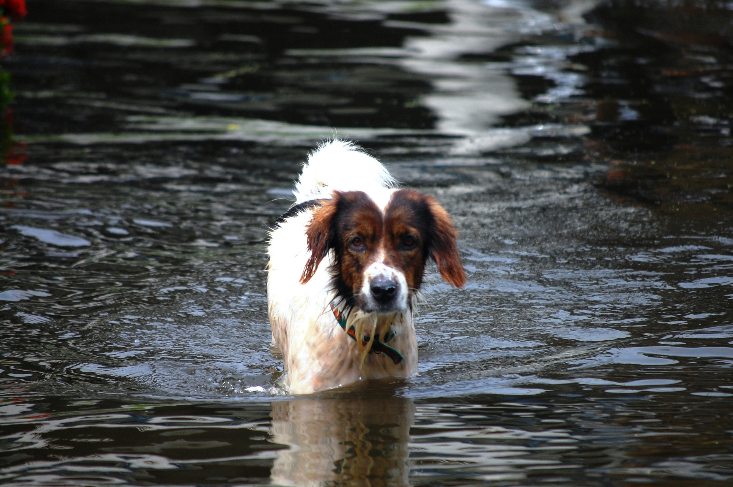 pet storm safety