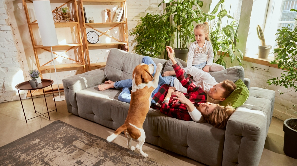 Beagle cheap to own dog breed