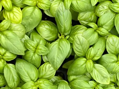 How to Open a Plant Nursery