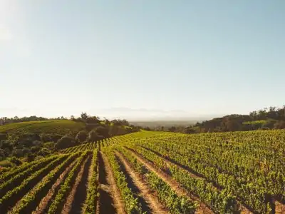 What to Know About Purchasing a Winery in California