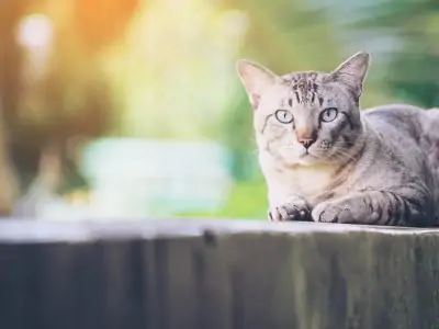 Cat on the house wall looking at camera