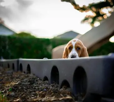 Basset Hound struggling with loud noise