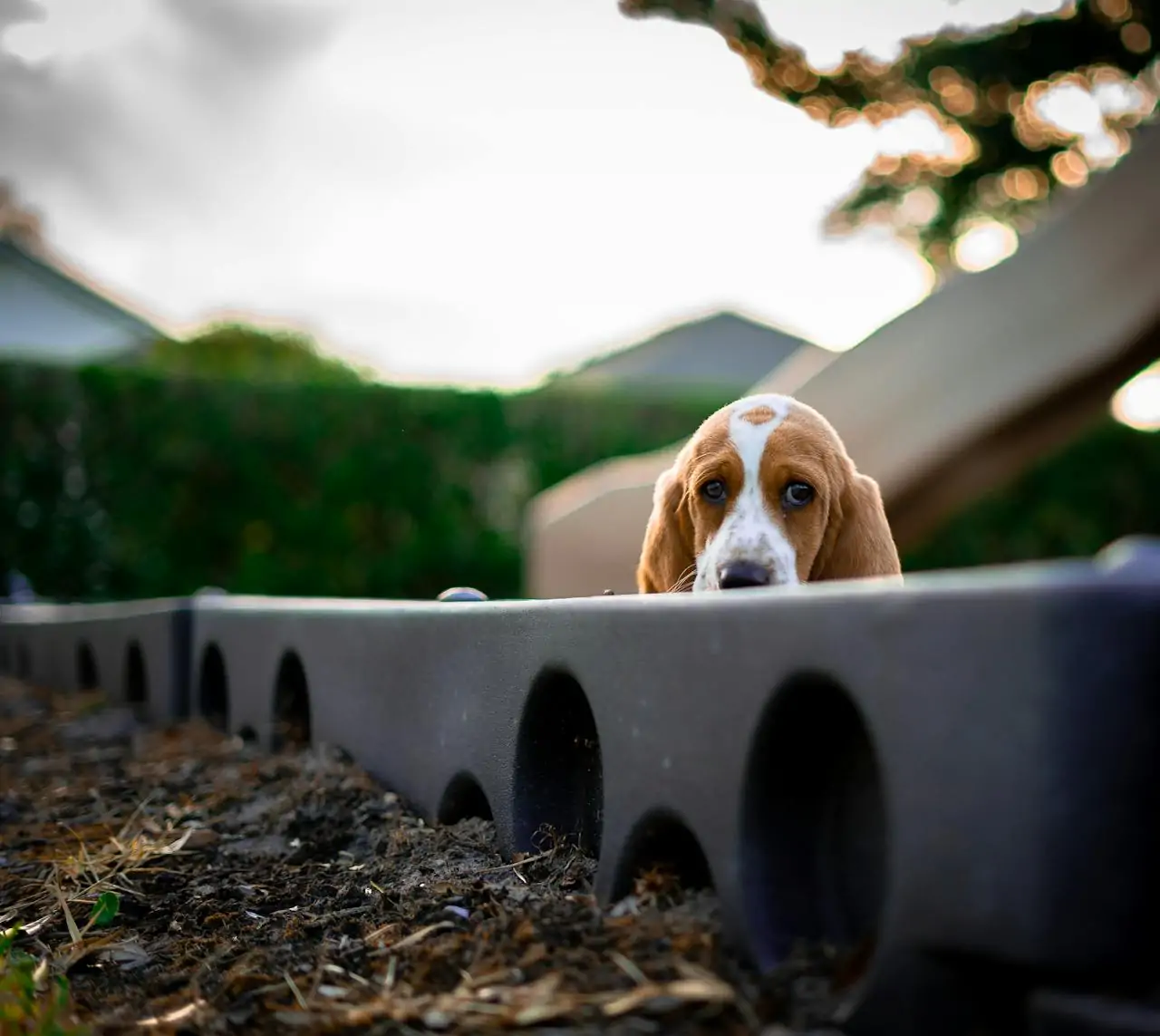 Basset Hound struggling with loud noise