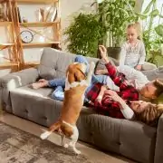 Beagle cheap to own dog breed