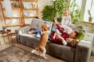 Beagle cheap to own dog breed